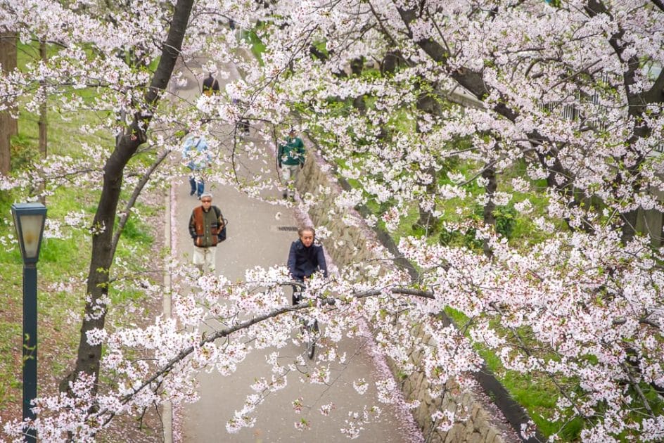 Kema Sakuranomiya Park sakura 