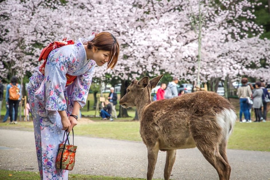 Nara deer and cherry blossoms
