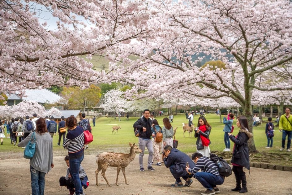 Cherry blossoms and deer at Nara Park