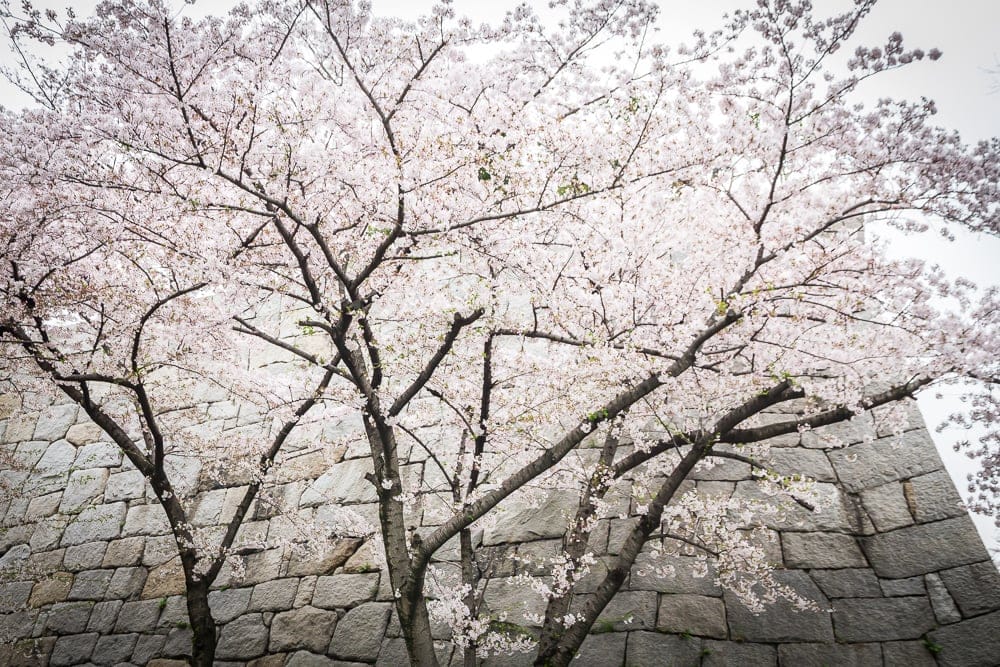 Cherry blossoms and stone wall at Osaka Castle