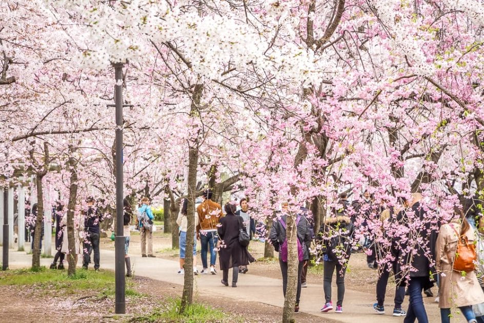 Path of cherry blossoms in Osaka Castle Park