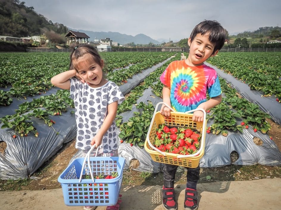 Two kids picking strawberries in Dahu, Taiwan