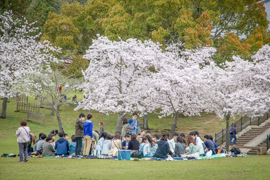 Expo 70 Commemorative Park, one of the best Osaka cherry blossom spots