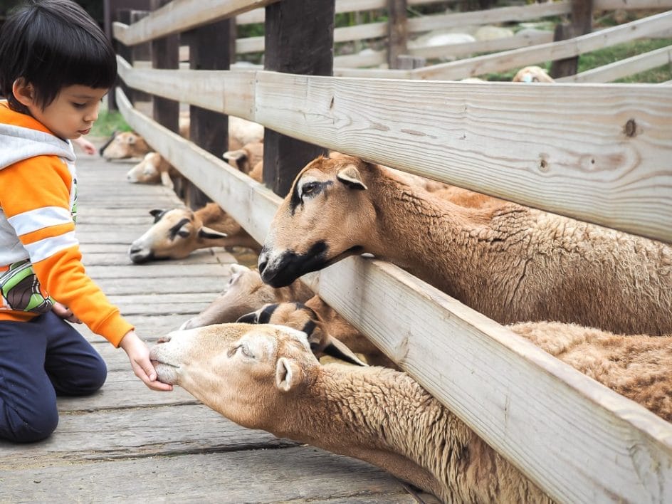 Feeding goats at Flying Cow Ranch, Miaoli