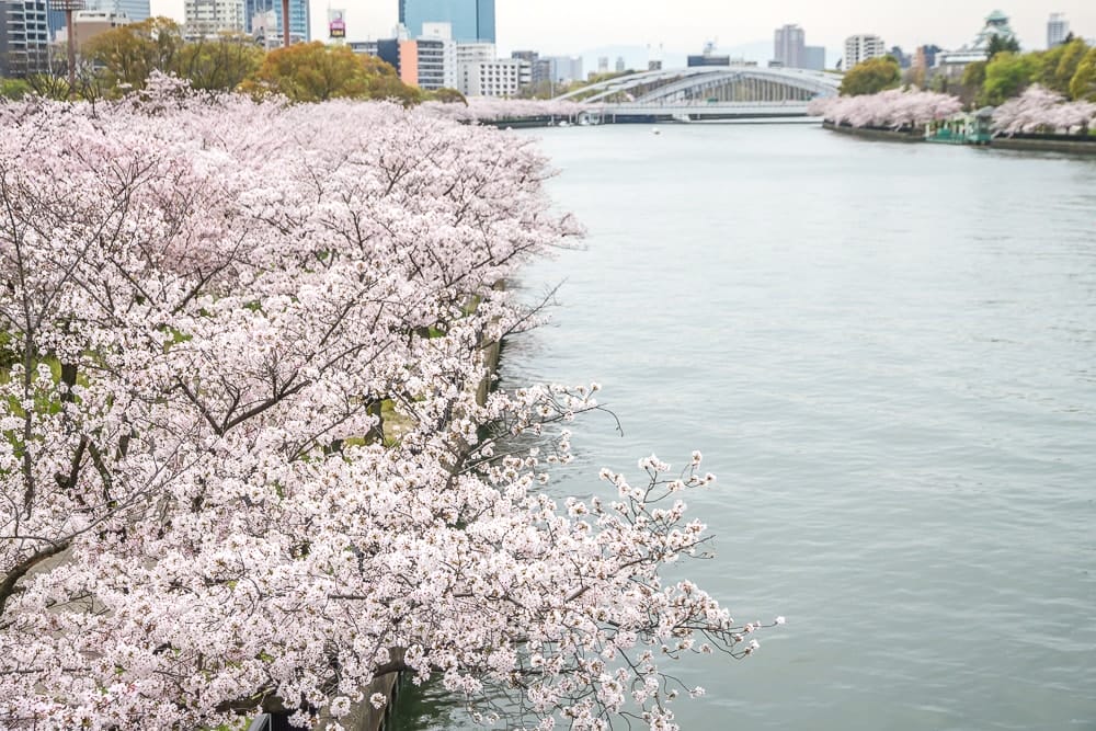 Kema Sakuranomiya cherry blossoms in Osaka