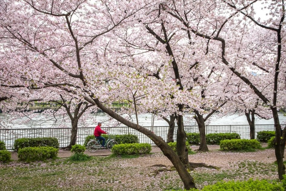 Cycling under cherry blossoms in Osaka's Kema Sakuranomiya Park