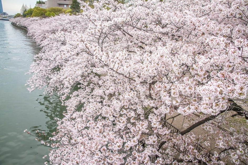 One of the best places to see sakura in Osaka, Kema Sakuranomiya Park