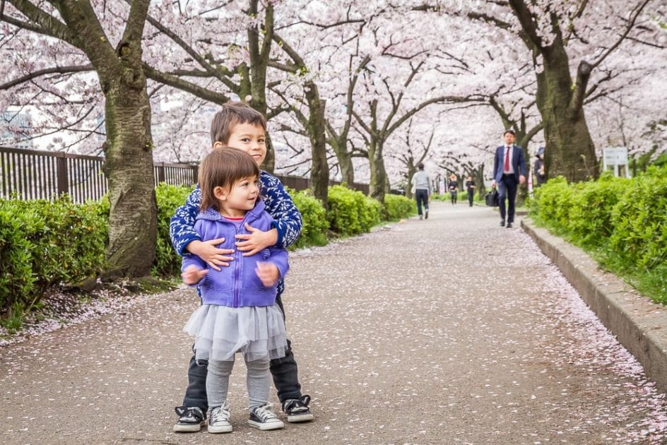 Canopy of cherry blossoms at Kema Sakuranomiya Park in Osaka