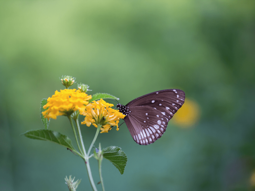 Butterfly at Butterfly Valley in Kaohsiung and Pingtung