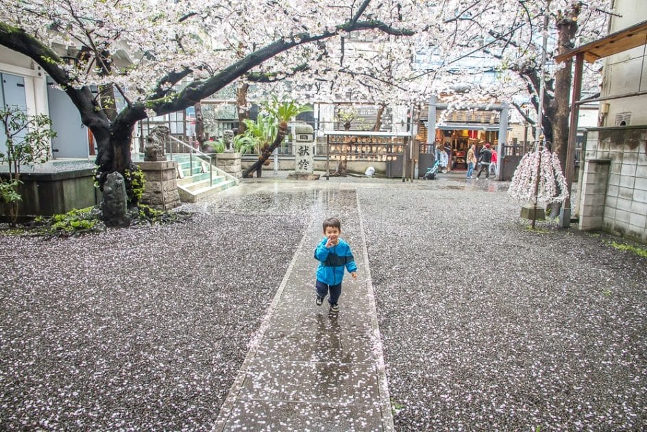 Cherry blossoms at Mitsuhachimangu shrine, Osaka