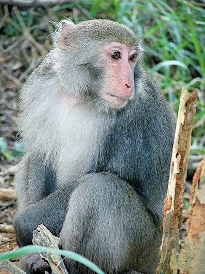 Monkey Mountain (Chai Shan and Shou Shan), Kaohsiung