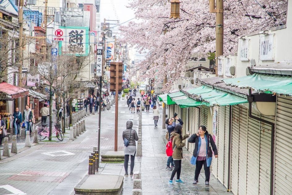 Cherry blossoms in Nara