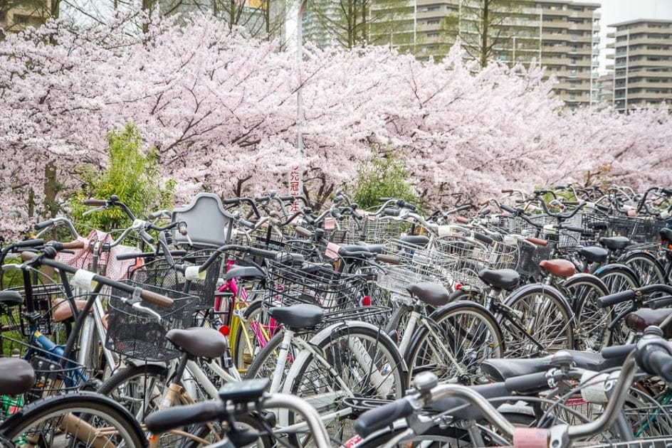 Bikes and cherry blossoms in Osaka