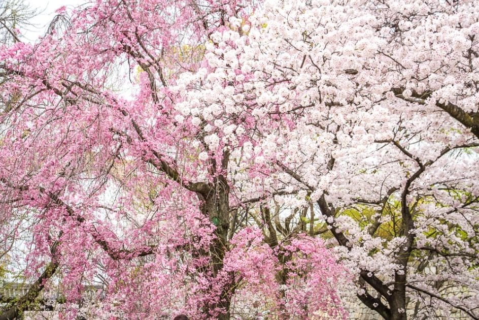 Osaka Mint Bureau cherry blossoms