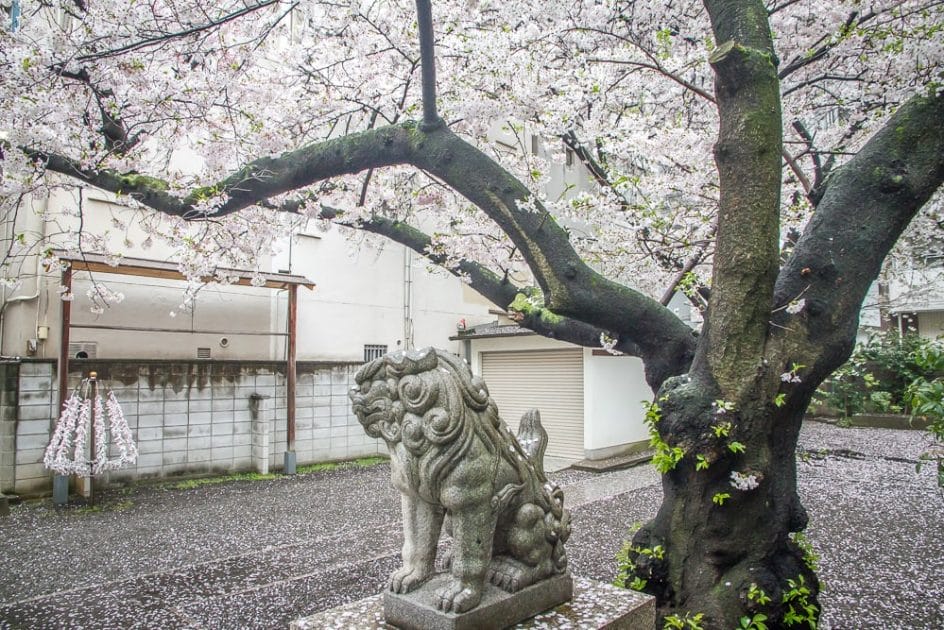Mitsu Hachimangu Shrine, Osaka with cherry blossoms