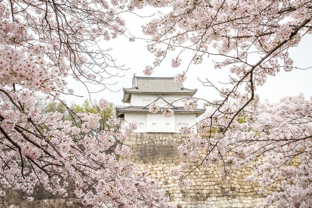 Sakura at Osaka Castle Park