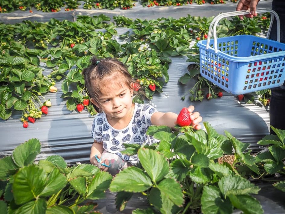 Picking strawberries in Dahu Miaoli