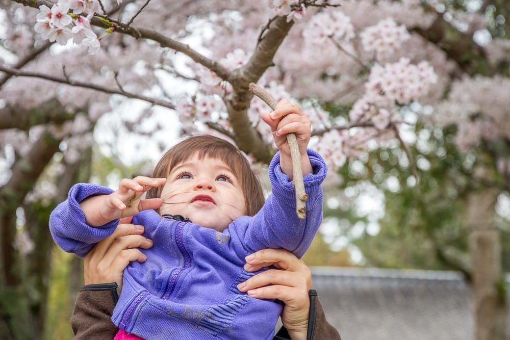 Tsurumi Ryokuchi Park cherry blossoms