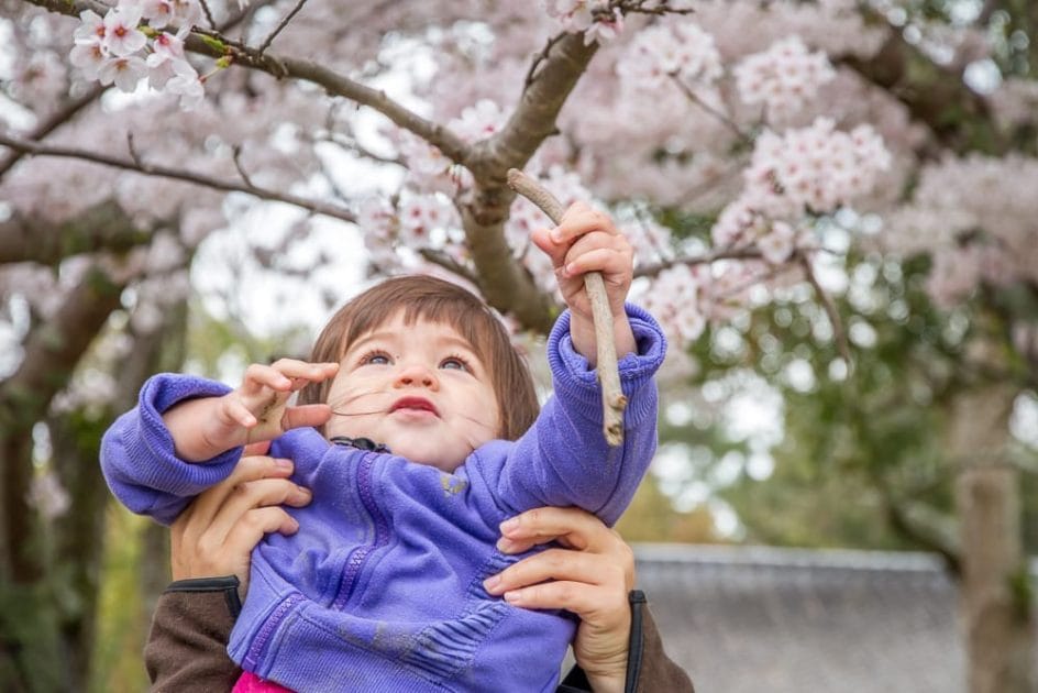 Tsurumi Ryokuchi Park cherry blossoms