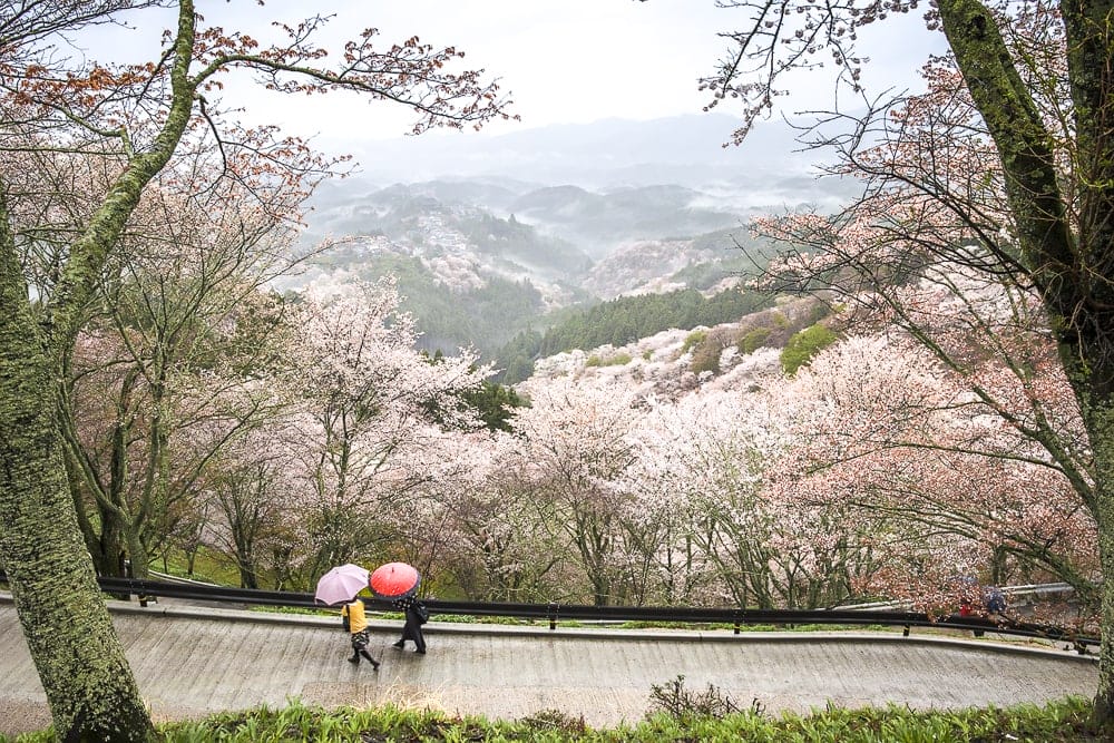 Mount Yoshino cherry blossoms