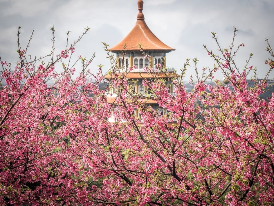 The best place to see cherry blossoms in Taipei: Tian Yuan Temple in Danshui