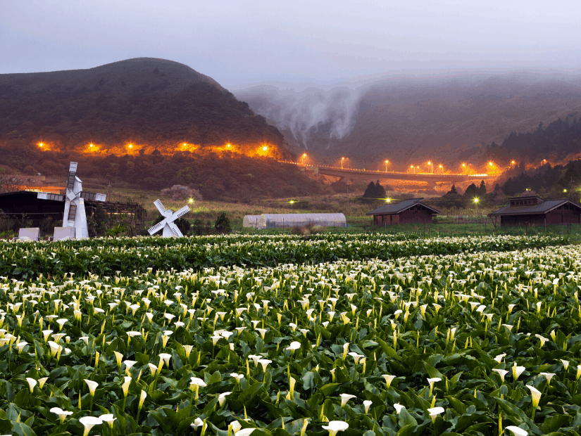 Calla lilies on Yangmingshan