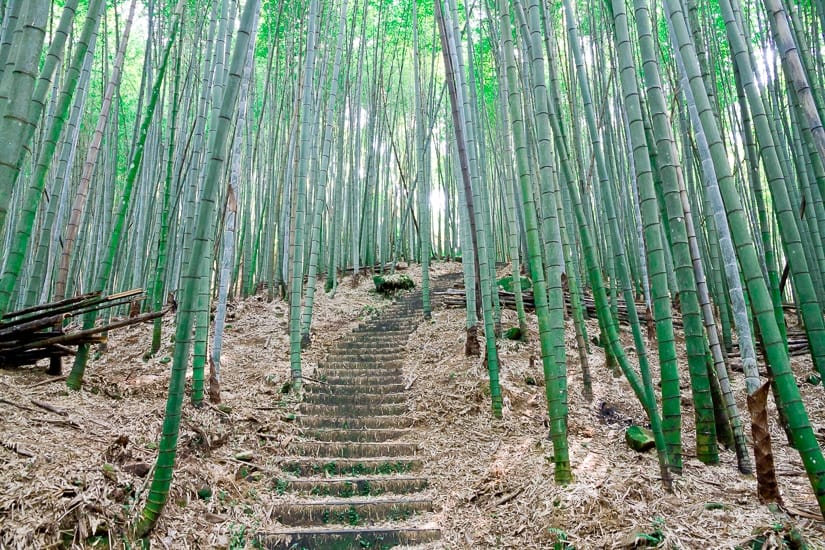 Bamboo forest at Baxianshan National Forest Recreation Area, Taichung