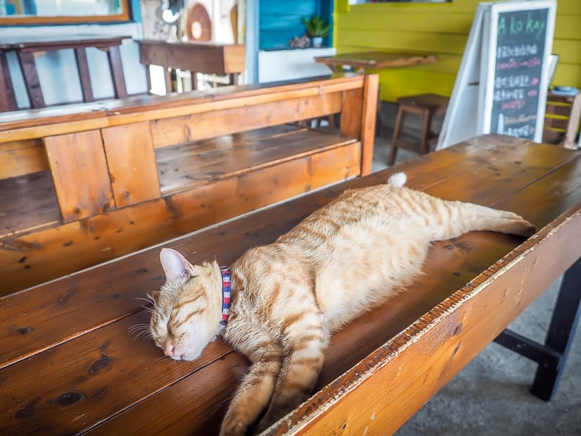 Cat at Epicurean Pub, Orchid Island