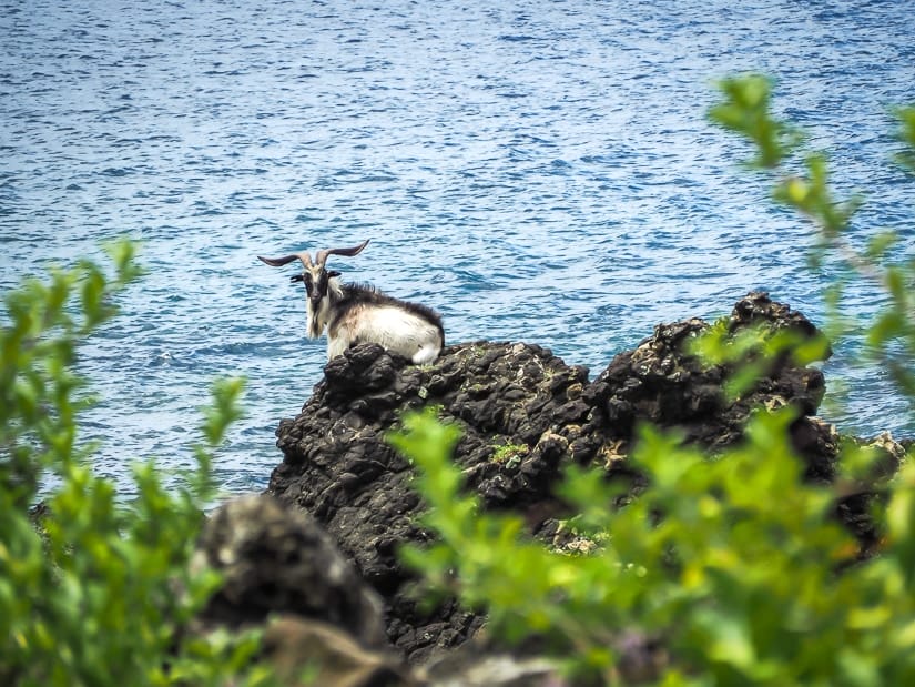 Handsome goat on Orchid Island Taitung