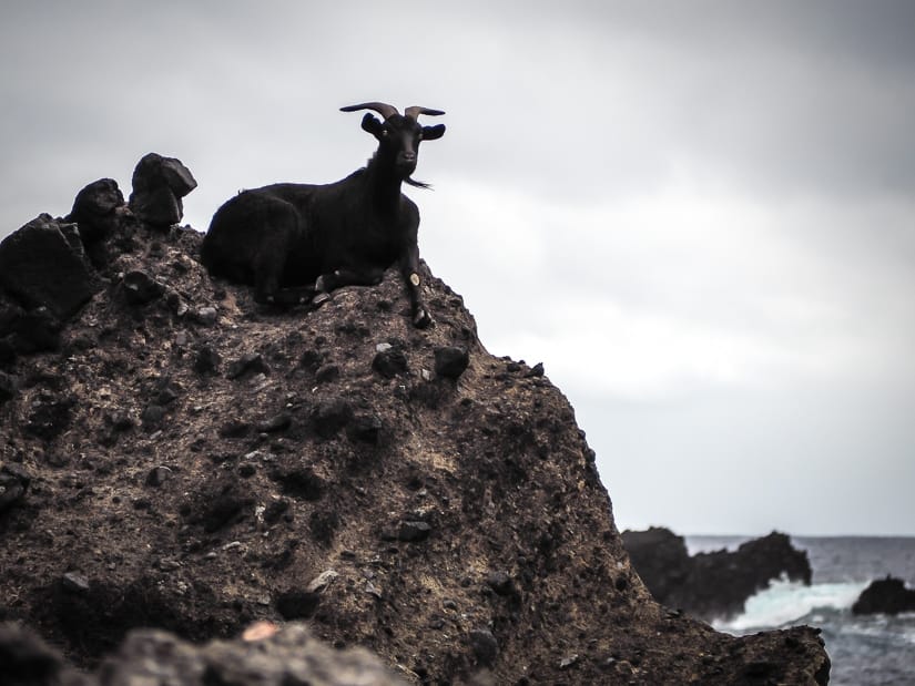 Goat, Orchid Island