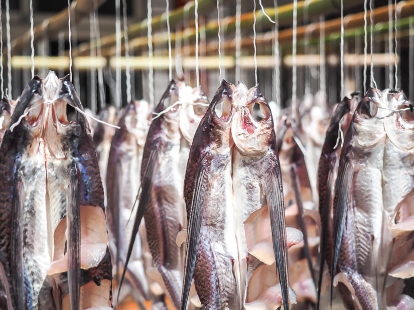 Flying fish hanging to dry on Orchid Island