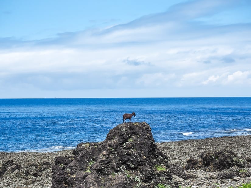 Goat, Orchid Island