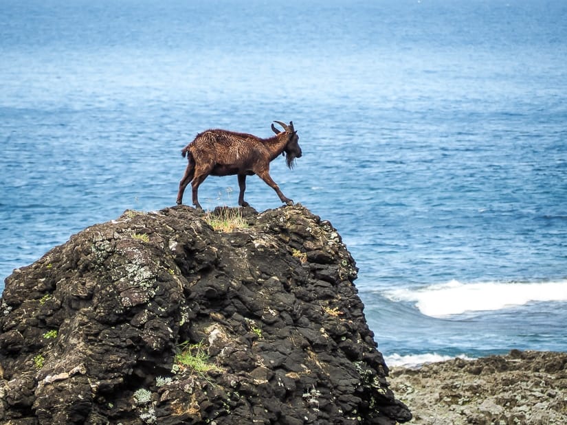 One more goat on Orchid Island