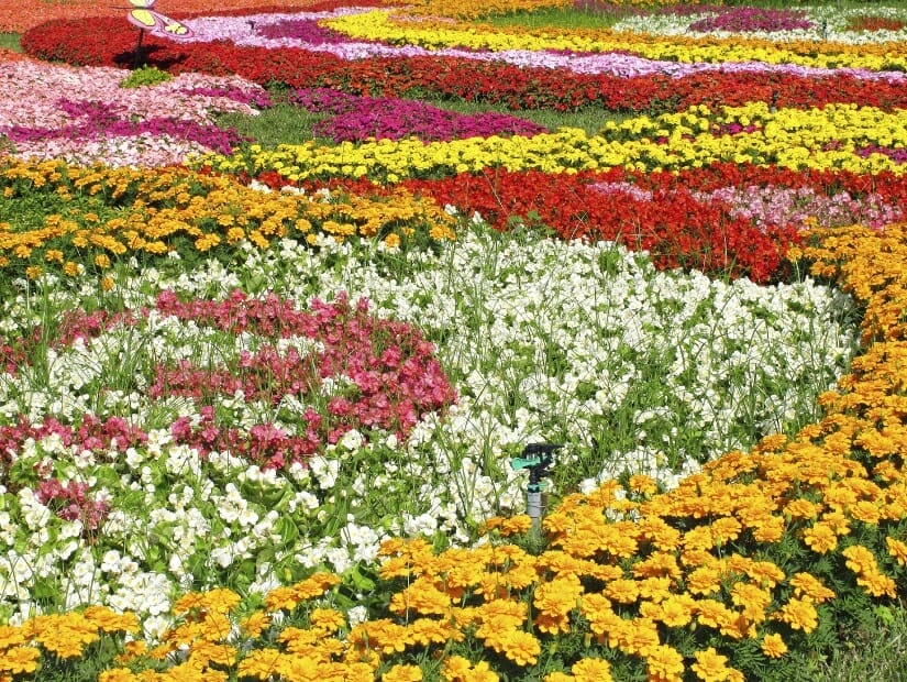 Bed of different colored flowers at Zhongshe Flower Market in Taichung