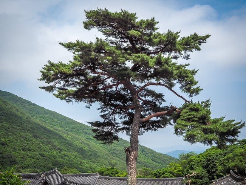 Beautiful tree at Beomeosa Temple