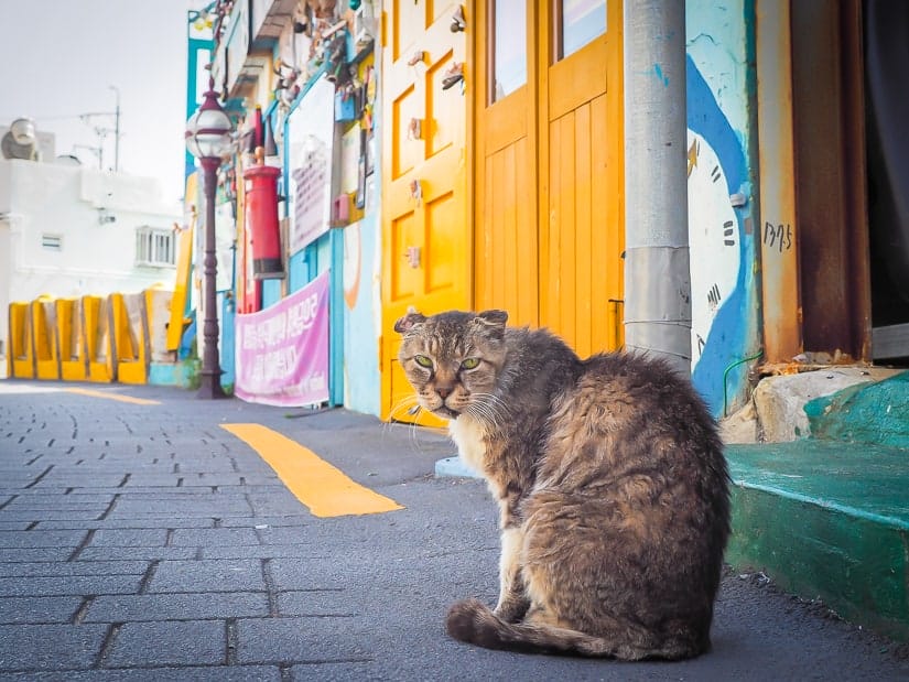 Angry looking cat at Gamcheon Culture Village in Busan