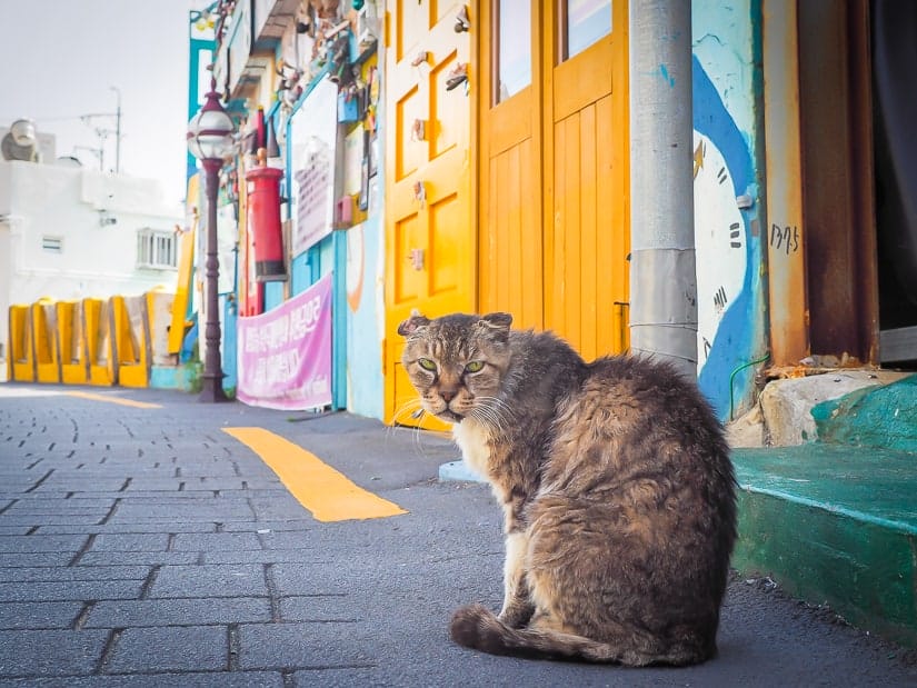 Angry looking cat at Gamcheon Culture Village in Busan