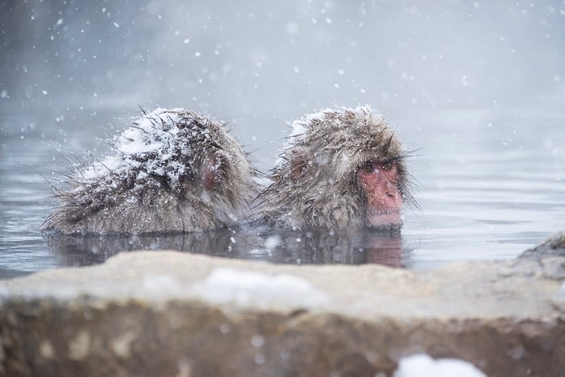 Snow monkeys, Nagano in winter