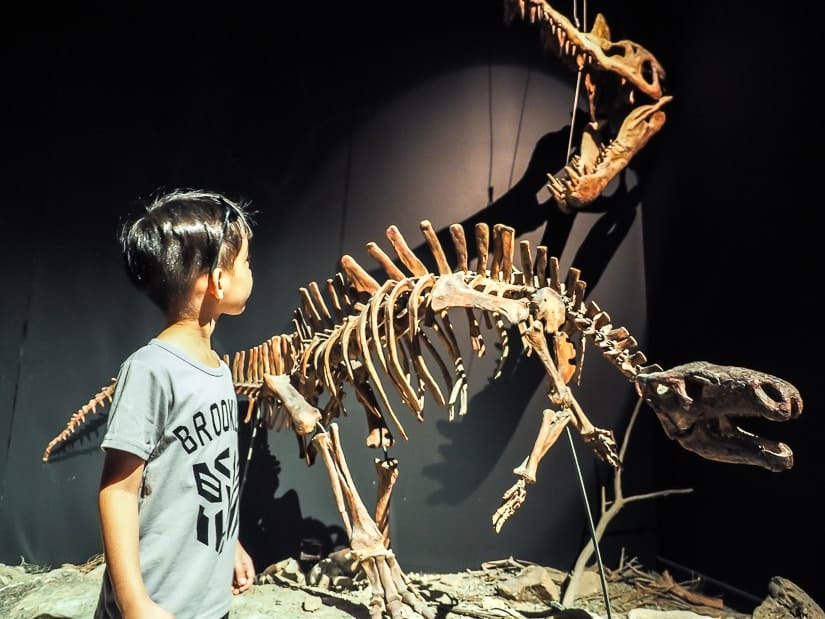 Dinosaur bones at at Bait al Baranda museum in Oman