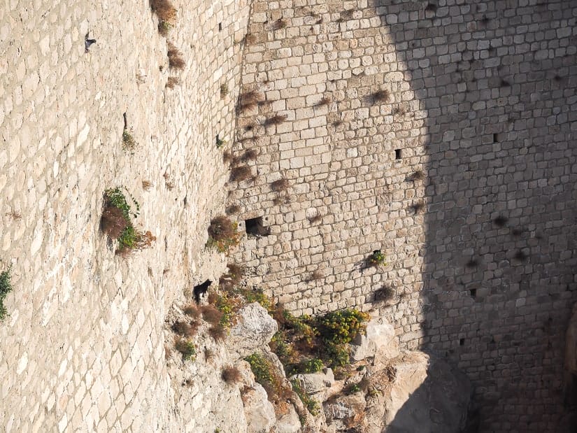 A black cat on a section of the Old City wall of Dubrovnik