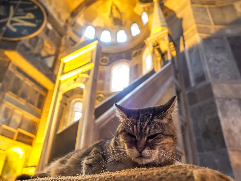 A cat sleeping inside the Hagia Sophia, one of the top things to do in Istanbul with kids