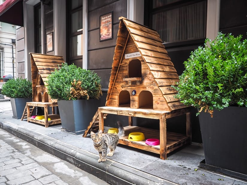 A cat house on the street in Istanbul