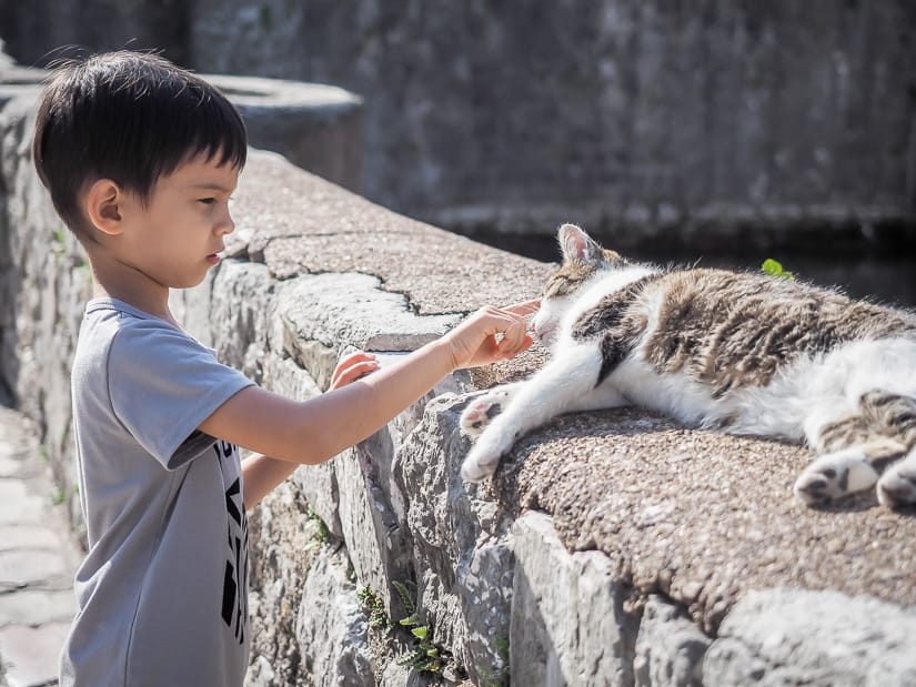 Sage petting a cat on a wall in the Old City of Kotor