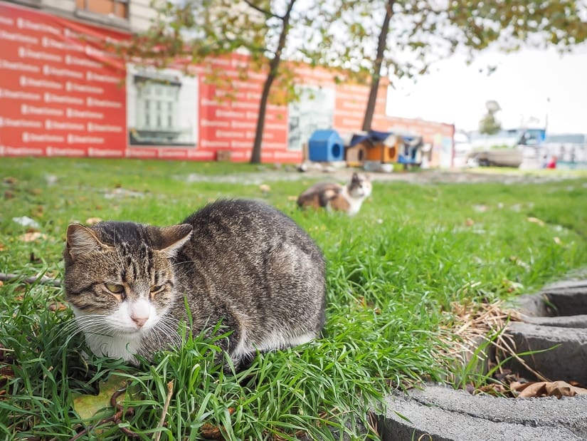 Cats in a park in Istanbul with cat houses in the background