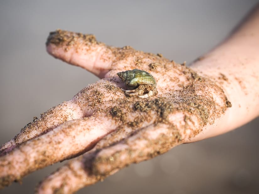 Hermit crab in my daughter's hand at beach in front of Grand Hyatt