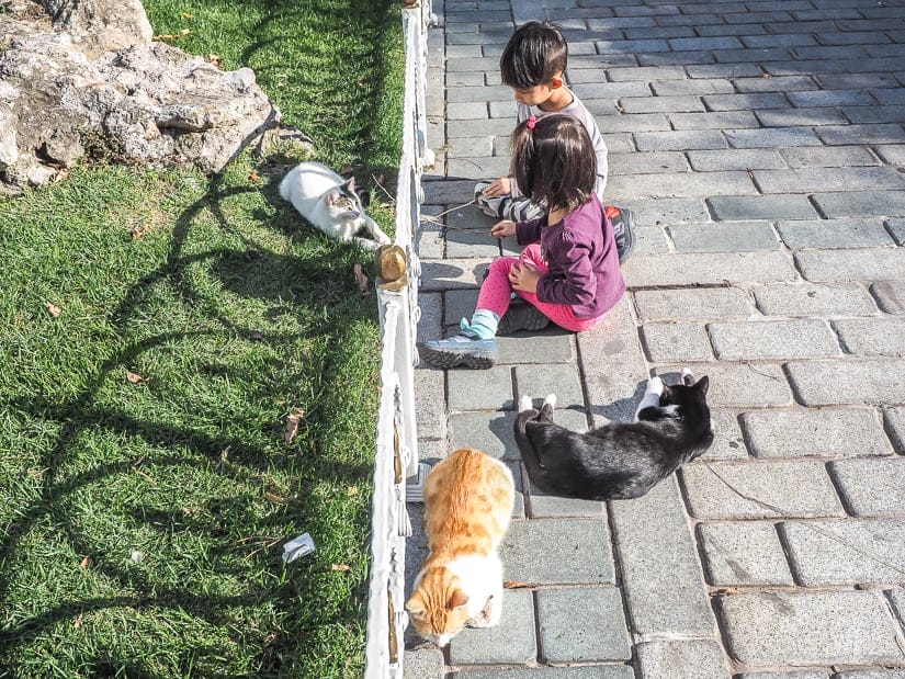 Our kids with several cats in an Istanbul park
