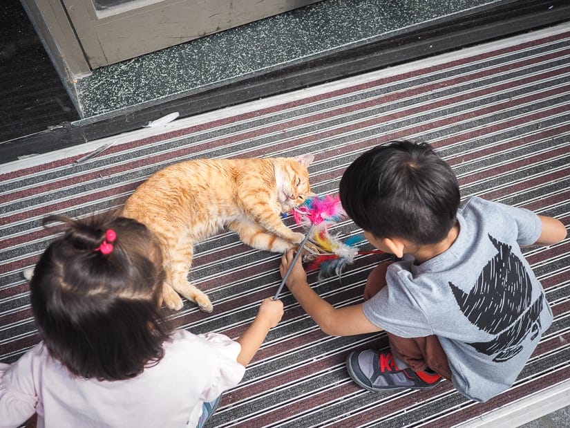 Our kids playing with a cat on the street of Istanbul