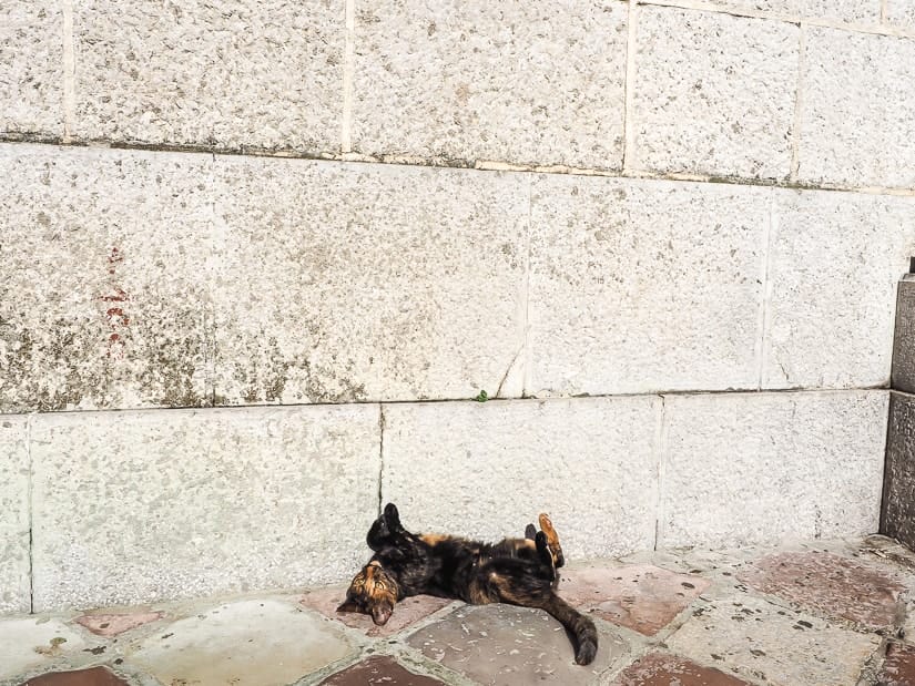A cat lying upside down beside a white wall in the Old Town of Kotor