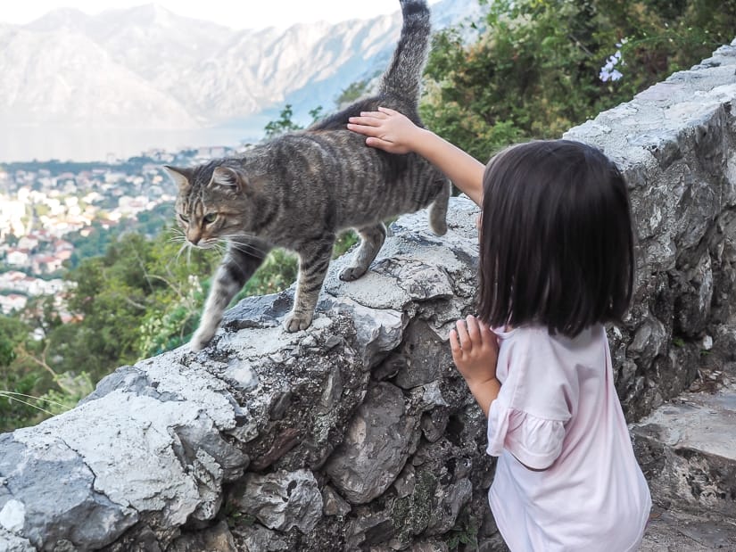 My daughter petting a cat on the walk to Kotor Fortress
