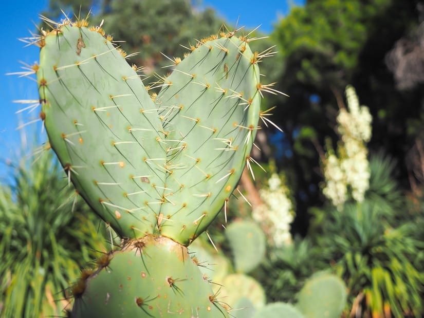 Cactus in Lokrum Botanical Garden